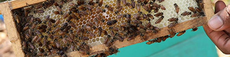 Honey-Equip-Apis-Cerana-Indica-Honey-Bee-Colony-01-Photoroom
